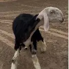 رخل صنف نجديه