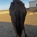 بكره قصب. صفراء