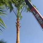 نخل واشنطني زينه واشنطونيا للبيع