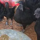 للبيع دجاج اندنوسي