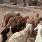 بهم سواكني علا السوم له شهر موجدات العد 10