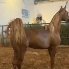 مهر جمال