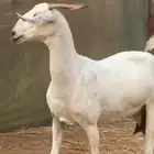 عنز عفرا فاخره