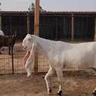 عنز بيضاء خصم وجرم وزين