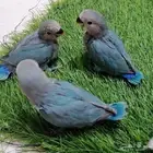 فروخ روز تم البيع