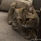 قطوة شيرازي تحب العب