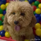 انثى بودل للتزاوج