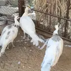 طقم طاووس أو طاؤوس منتج للبيع