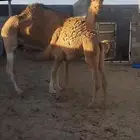 خلفة ناقه عشرا شقحا للبيع