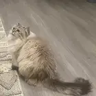قط انثى لتبني
