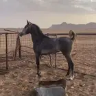 حصان شعبي  العمر 4سنين السلامه شرط حراره فل وأديب موالف
