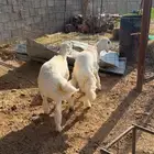 خروفين كرامات للبيع