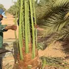 نخل للبيع متر مترين ثلاثه متر نخيل نقايل فروخ فسايل واشنطني