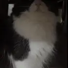 قطة توكسيدو للتبني