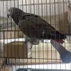 ببغاء كاسكو افريقي