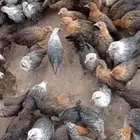 دجاج فيومي