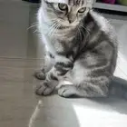 قطه للتبني مجانا