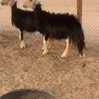 شياه حيل