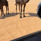 قعود كفو