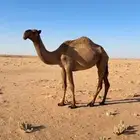 ناقه للبيع صفرا