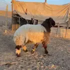 خروف نعيمي عمره 6 شهور