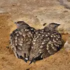 قميري أفريقي هولندي قطاء قزمي