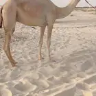 بكر ثنيه متلي