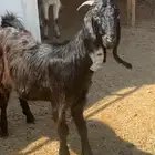 تيس ثلاجه مخصي