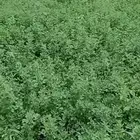 برسيم أخضر للبيع طريق الجنوب السر