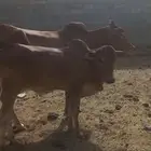بقرة ولود تحتها حسيل