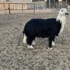 خروف نجدي للبيع
