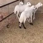 الرياض