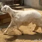 خروف كفو للبيع