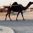 معشر لقحه مجهم طيبه