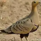 للبيع قطاء