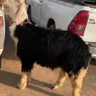 مشروع فحل نجدي