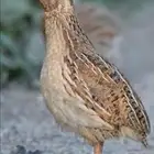 موجود 36 مريعي منتف 11 ومنتف ومنضف 13 جاهز