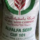 بذار برسيم للبيع