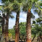 نخل واشنطني زينه نخيل