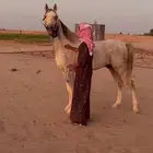 مهر