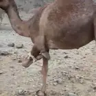 بكره ثنيه مشروطه من جميع العذاريب