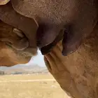 خلفه ساحليه مصغر