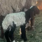 داغور البيع