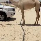 بكره لقيه طيبه ( تم البيع )