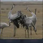 رهو اقرع للبيع الموقع ينبع