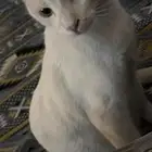 قط للتبني