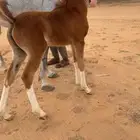 فرس عربيه معه بنته مهره ولقاح بذن الله فوق شهر