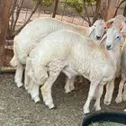 خرفان جبره اضاحي ومناسبات من الطائف فى مزرعتنا شمال جده