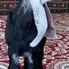 تيوس عوارض صنف للبيع