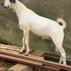 اثنين فحول مشاريع